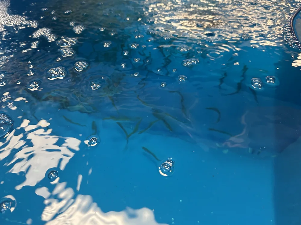 Hunting Bait