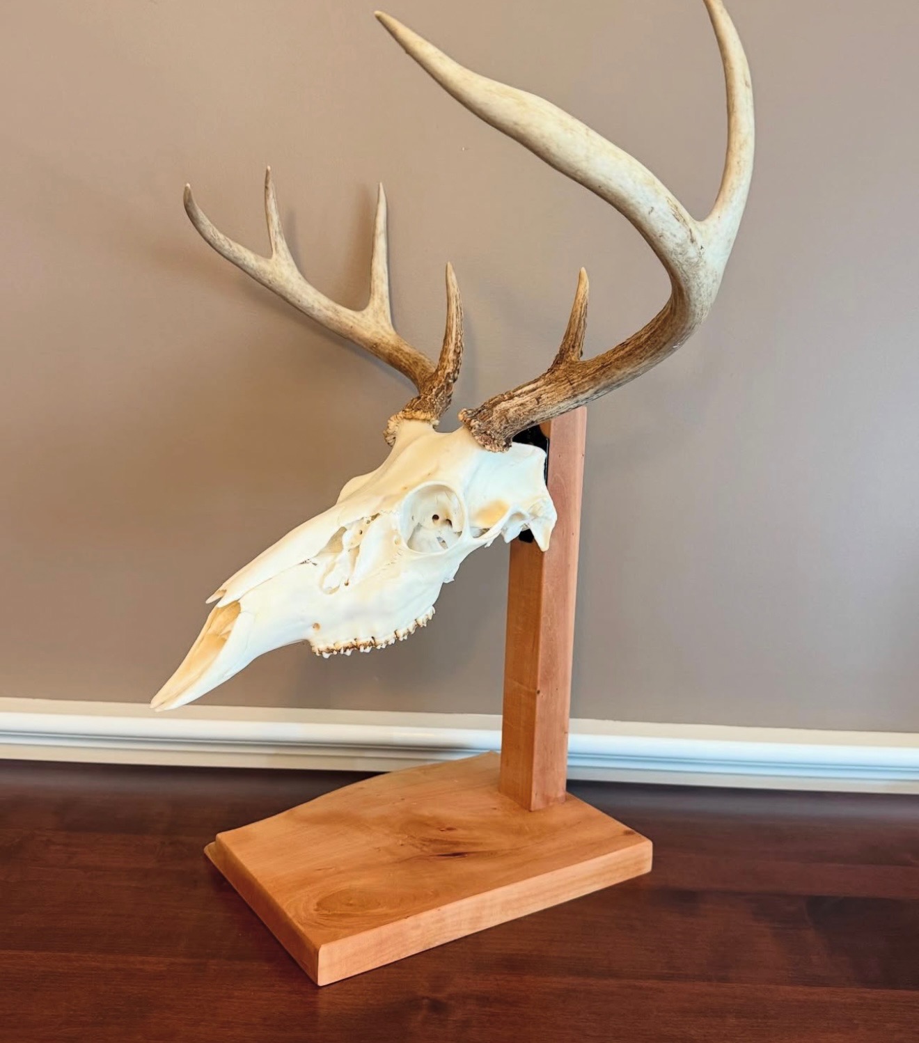 Taxidermy Services